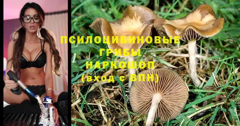 Галлюциногенные грибы Psilocybe  нарко площадка как зайти  Нолинск 